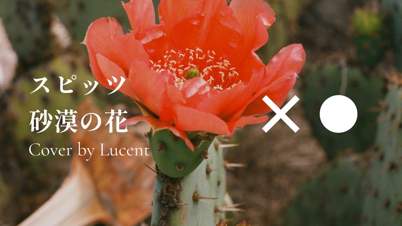 スピッツ 砂漠の花 Cover By Lucent Youtube