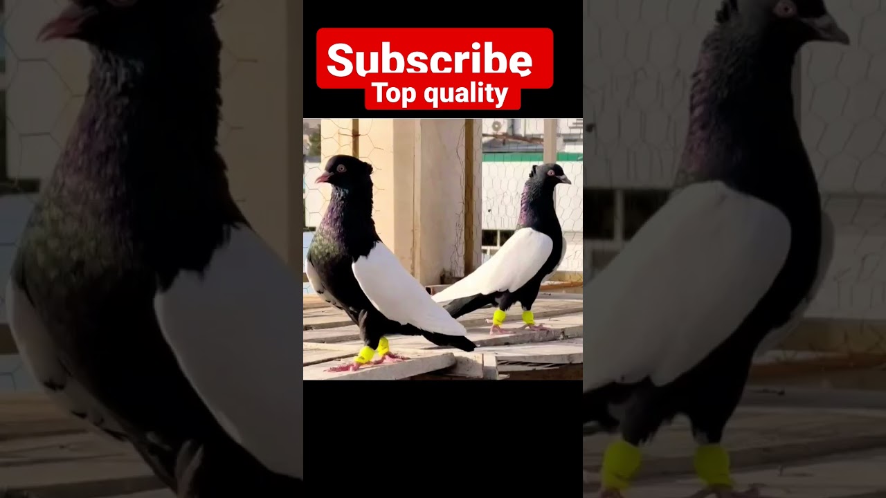 Old breed Kabootar High Flyers Pigeons Top quality Kabootar 