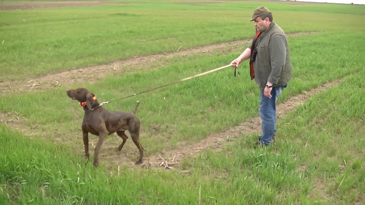 del garincos april 2018