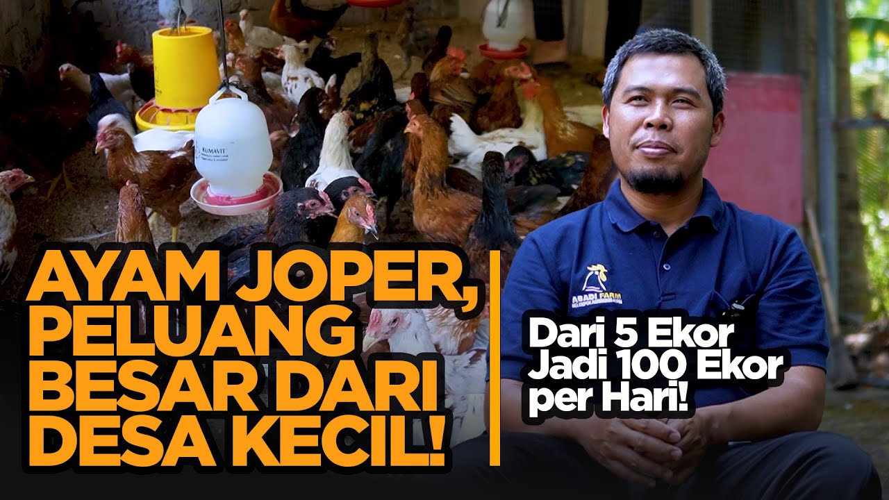 Abadi Farm Bantul: Sukses Beternak Ayam Joper dari Nol Hingga 100 Ekor per Hari!