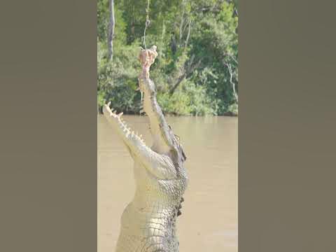 Brutus the Saltwater Crocodile - YouTube