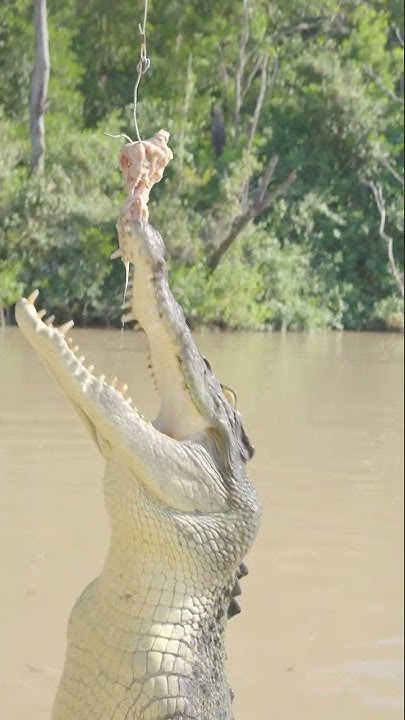 Brutus the Saltwater Crocodile - YouTube
