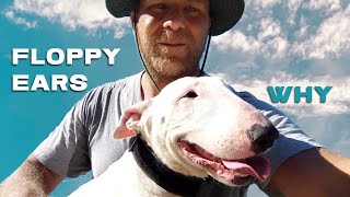 Bull Terrier with floppy ears explained !