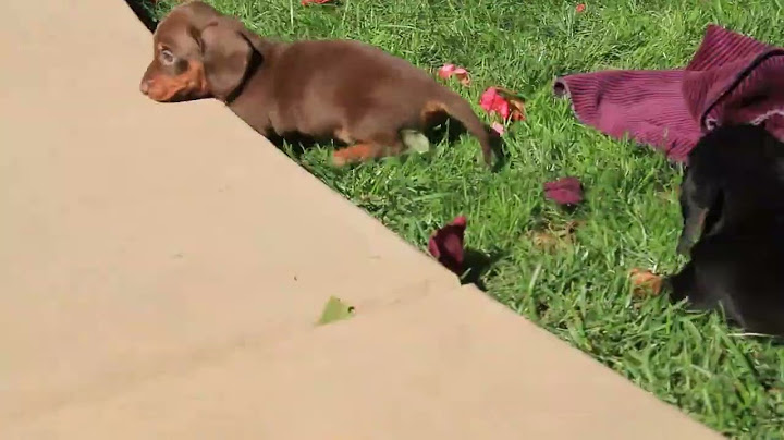 Dachshund puppies for sale in edmond oklahoma