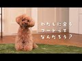 犬用プレミアムフード【メディコートアドバンス】