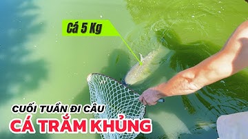 Câu Cá Bằng Mồi Mít Thơm Phức, Câu Được Cá Trắm Cỏ To 5Kg