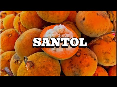 SANTOL FRUIT TREE #plants #santol #tropicalfruit #fruit #nature