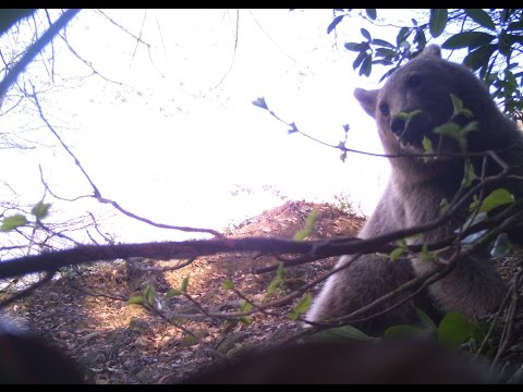 დათვი ბორჯომ-ხარაგაულის ეროვნულ პარკში | Borjomi-Kharagauli National Park