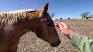 FedEx Left The Gate Open Again - Horses Escaped - Well Only Ransom - Buddy Tried