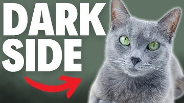 What NOBODY Tells You About Russian Blue Cats...