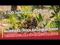 2500 Jahre altes Naturheilmittel: Was Mastix wirklich im Magen macht | Heilpflanzen