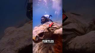 Top 5 Turtles That Look Like Monsters #animals #facts #animalfacts #animalshorts #turtle #monster