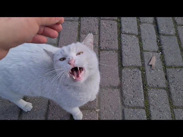 angry-okapi831: cute white cat