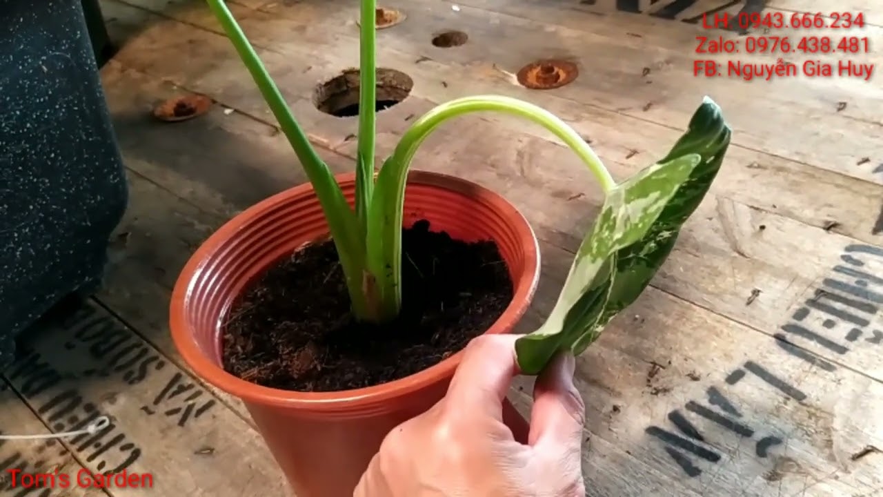 Ray Var một số điều cần lưa ý đối với cây RÁY VAR mà a em mới chơi nên biết ...