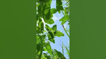 ياأيها الذين امنوا اركعو واسجدو|سورة الحج|ايه٧٧|القارئ عبدالرحمن مسعد