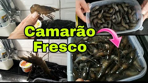 Como limpar camarão de água doce?