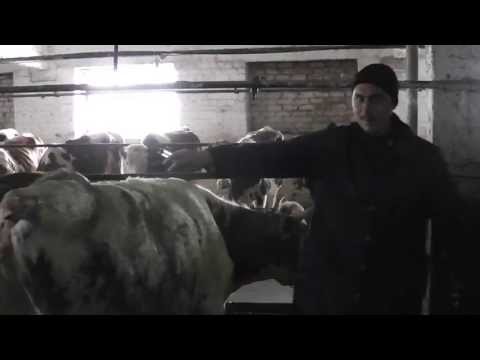 укол скотине укол скотине