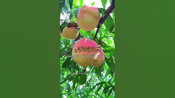 ترجمه آیه ۱۲ سوره لقمان / #الله #سورة #مسلم #قرآن #اسلام #@farhad_azimi_official