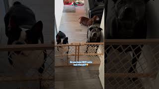 #dogshorts #fypシ #cutedogs #fypyoutube #viralvideo #funnyvideo #pets