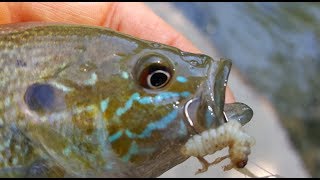 Wax Worm Fishing in Creeks with Bobbers- Bluegill and Panfish
