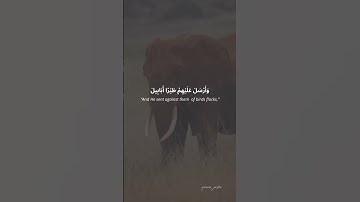 Syaikh Yasser Al-Dosari (الشيخ ياسر الدوسري) | Surah Al Fiil |سورة الفيل  |Elephant