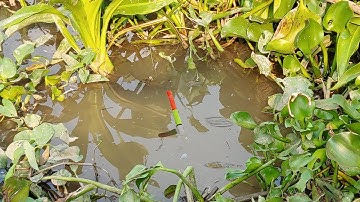 Câu Cá Rô Đồng , Chiều Ra Bờ Kênh Ngồi Nhìn Phao Trồi Lên Thụt Xuống Vậy Mà Nó Vui