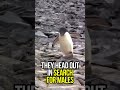 The Crazy Life Of A Penguin #shorts