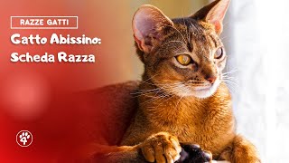 Gatto Abissino: Scheda Razza | Amoreaquattrozampe.it