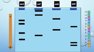 Secuenciación Sanger: Conceptos Básicos