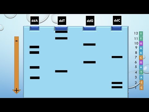 Video: ¿Cómo se realiza la secuenciación?