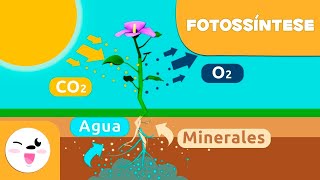 A fotossíntese das plantas |Ciências para crianças