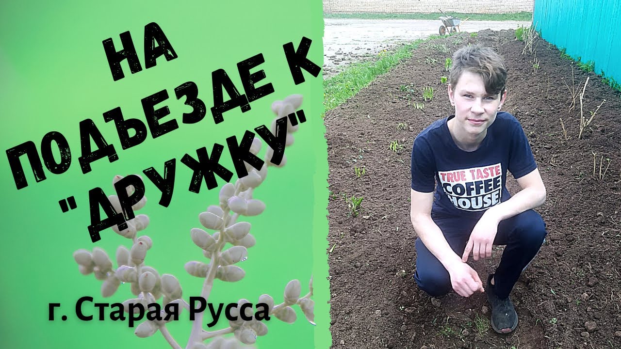 приют дружок в срарой руссе хаска. благовещенский приют для собак. жизнь животных в приюте. приют для животных дружок в г старая русса. приют дружок старая русса.