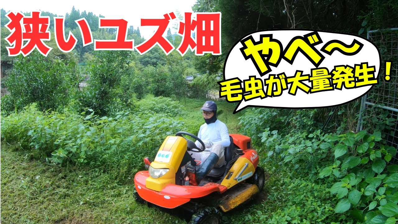 狭い柚子畑に毛虫が大量発生！柚子は背が高くなりました！剪定を教えてもらおう