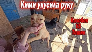 Что не так с Питбулем Кими ?? Тошка напал на Колобка. Жарим шашлык. Багира потекла.