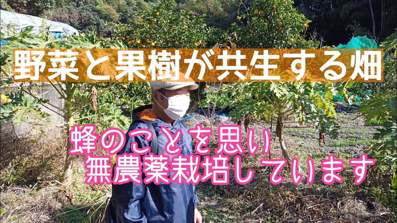 果樹と野菜が一緒に無農薬で育つ畑／採集生活と農耕生活の融合