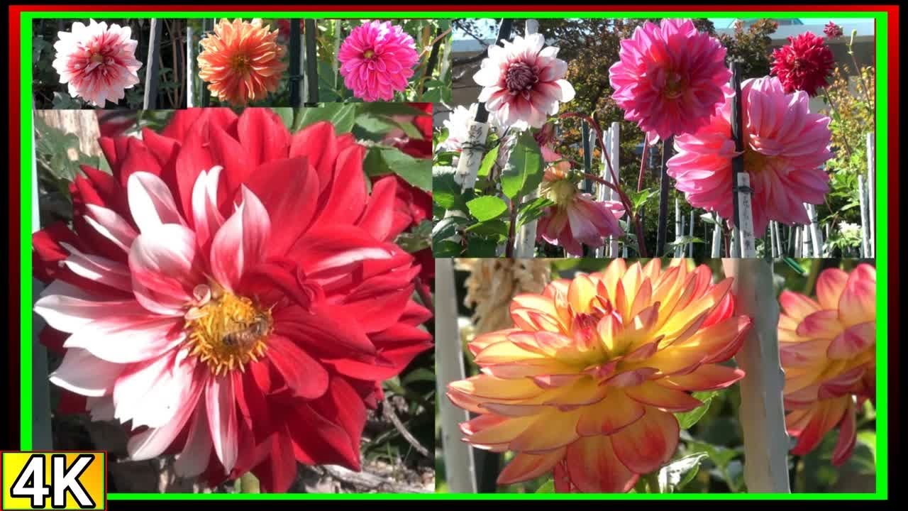 ●4k　2025年　華やかなダリアの花たち♪【仏生山公園】香川県