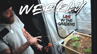 weekly garden live