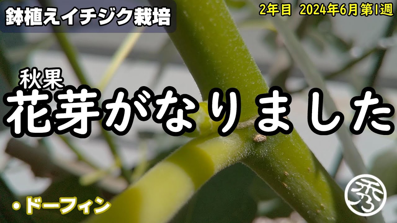 鉢植え秋果イチジク2年目の花芽 - YouTube
