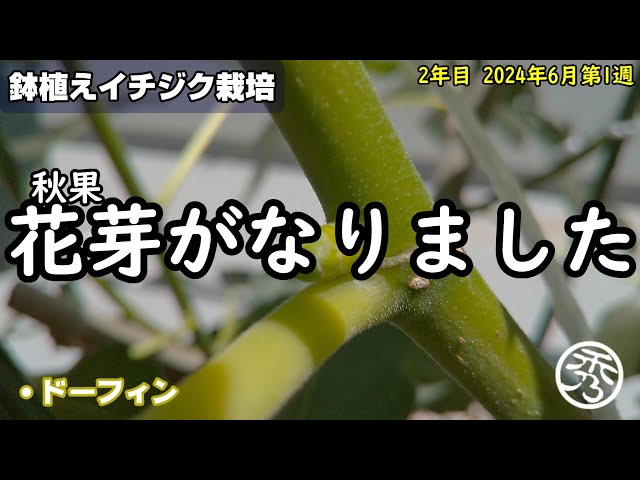 鉢植え秋果イチジク2年目の花芽 - YouTube