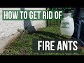 How to Get Rid of Fire Ants (4 Easy Steps)