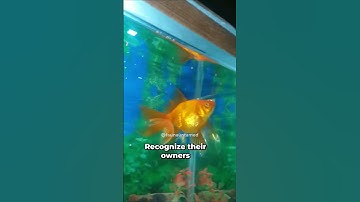 Do Goldfish Really Have a 3-Second Memory?