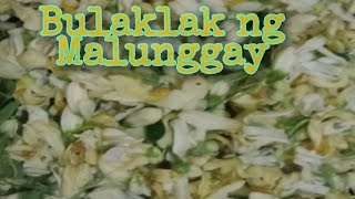 Bulaklak ng Malunggay(Moringa Flowers)first time mgluto ng bulaklak ng malunggay