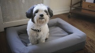 picture Casper Dog Bed Uk casper s new mattress for dogs
