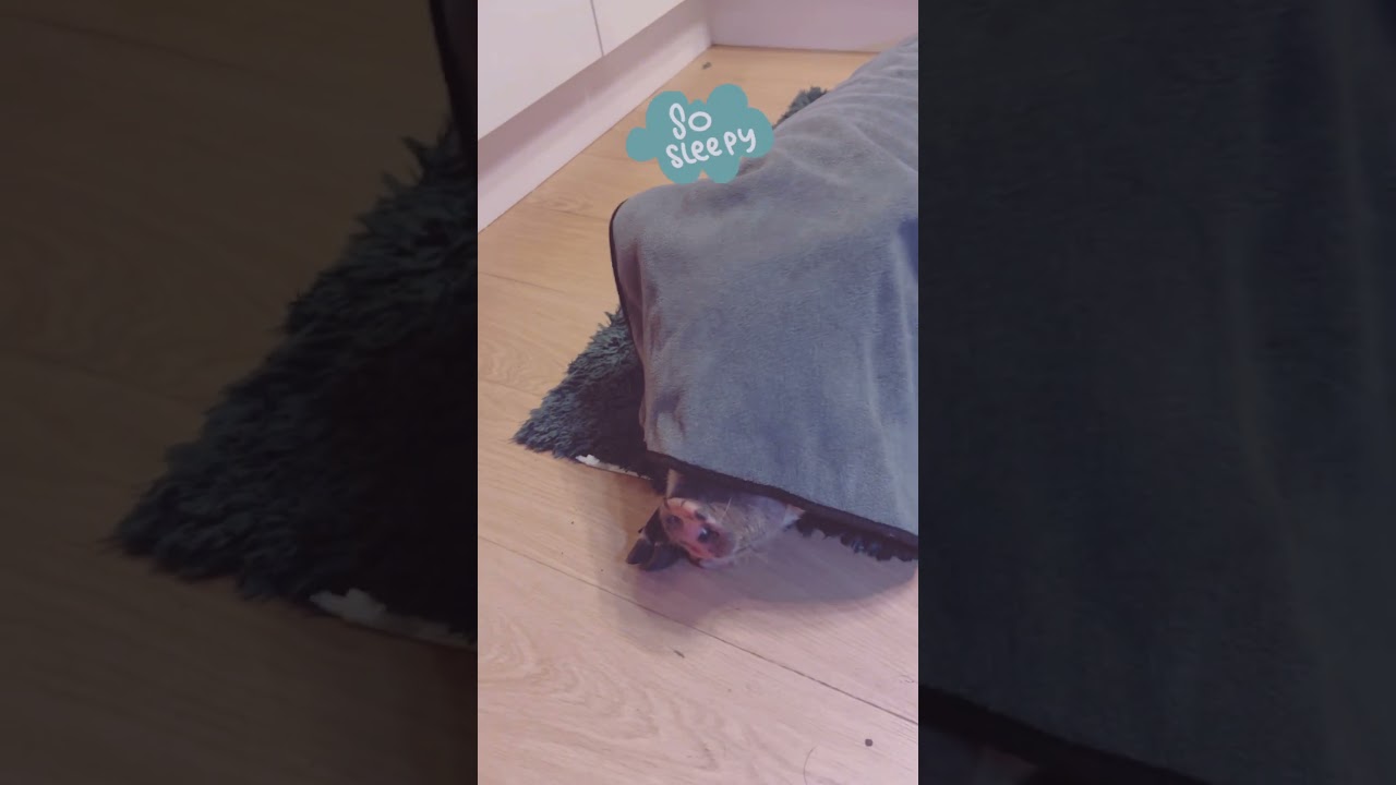 Ever seen a pig yawning? Here is sleepy Eleanor 