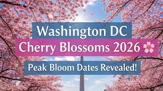 Washington DC Cherry Blossoms 2026 🌸 Peak Bloom Dates Revealed!#CherryBlossoms #WashingtonDC  Guide