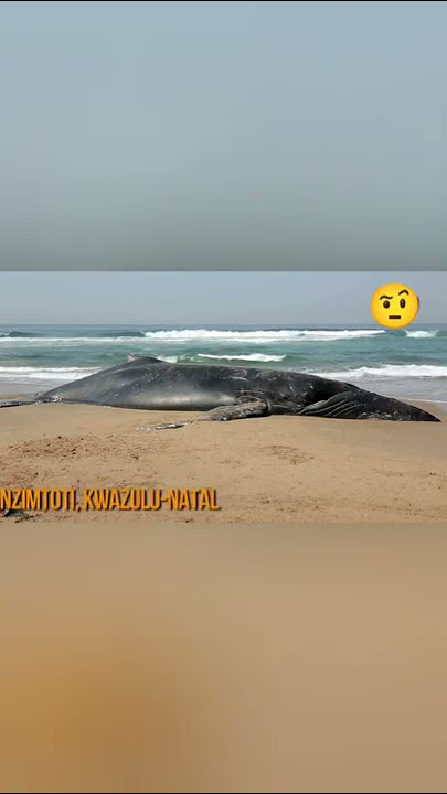 Exploding humpback whale on beach 🐳😱