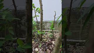 There is life!!! @growclipbonsaiforseniors1951 #trybonsai #bonsaijourney #bonsaiforest #bonsai