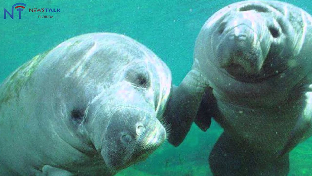 Морская Корова Фото Из Красной