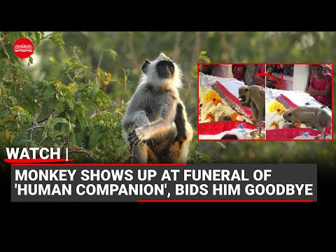 Monkey shows up at funeral of 'human companion', tries to wake him up