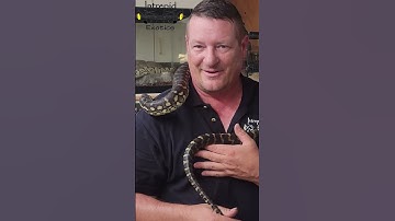 How to keep bitey snakes calm trailer